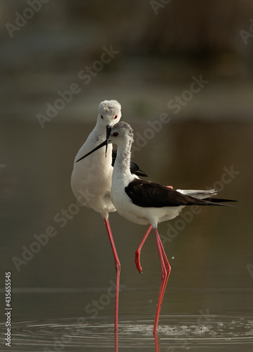 Black-winged Stilts courtship display at Asker Marsh, Bahrain photo