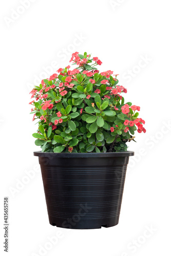 Fototapeta Naklejka Na Ścianę i Meble -  Red Euphorbia milli or Crown of Thorns flower bloom in black plastic pot isolated on white background included clipping path.