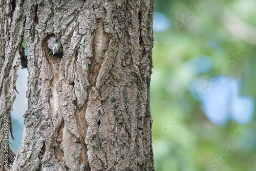 Newborns on tree trunk, portrait of European green woodpeckers (Picus virdis)