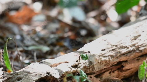 Eared Pitta, Hydrornis phayrei, Thailand; perched on a log while facing to the right during a hot windy summer afternoon in the forest, hops down to the ground to start foraging. photo