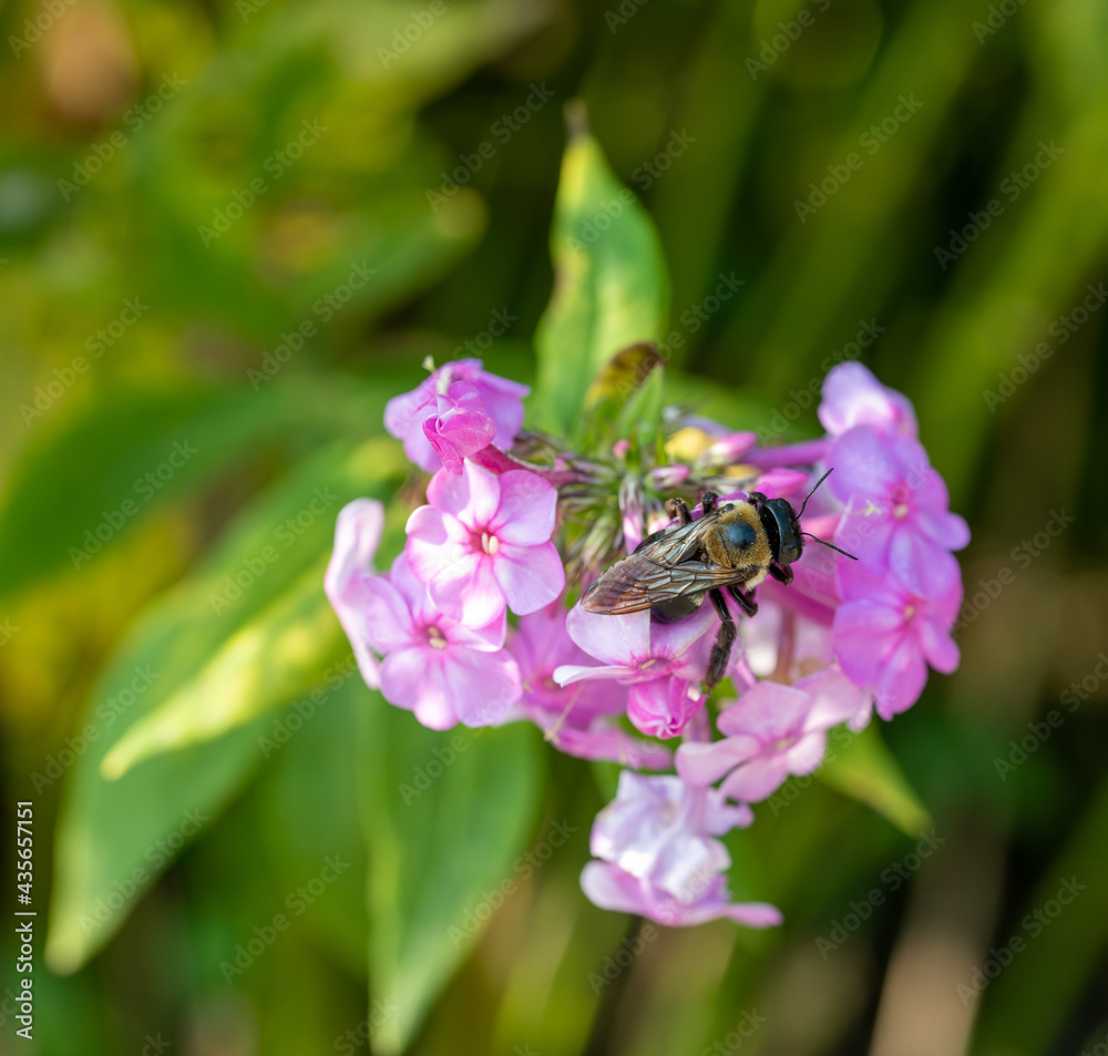 bee on pink flower bee on pink flower