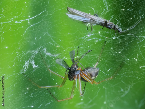 Spinne im Netz mit Beute photo