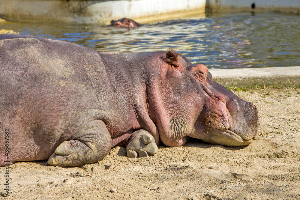 Lying common hippopotamus. Vienna, Austria