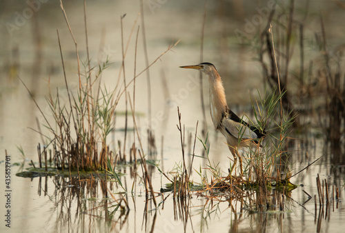 Little Bittern in its habitat at Asker marsh, Bahrain photo