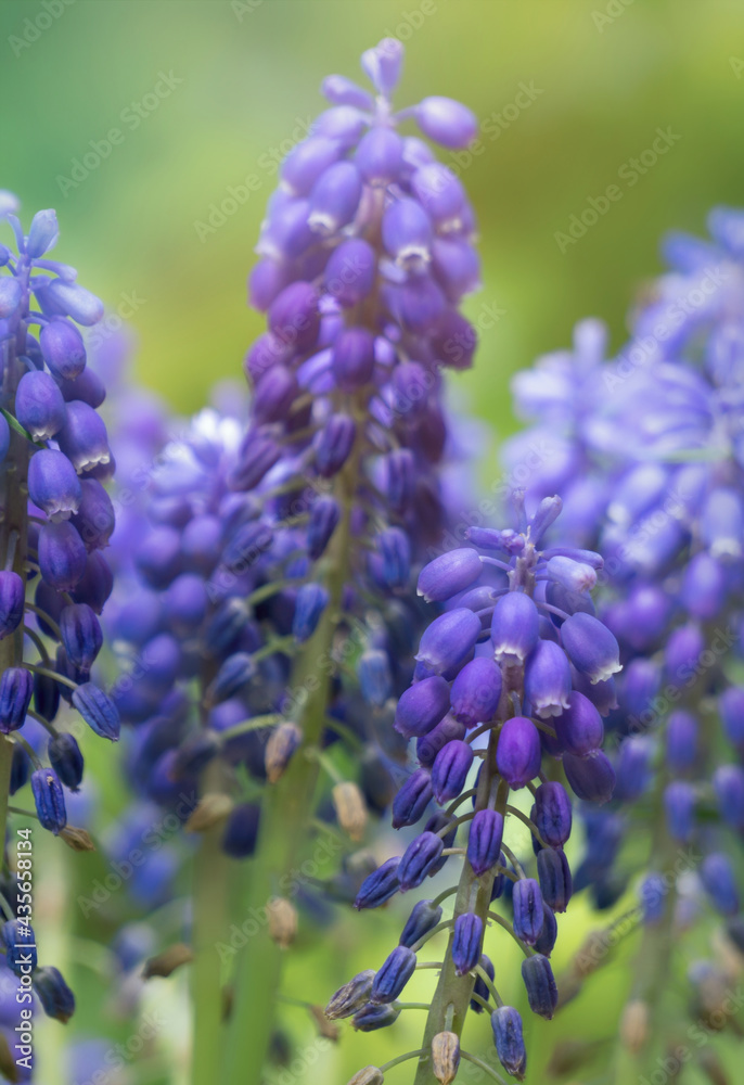 Blooming garden. Fresh blue wild hyacinths Blooming garden. Fresh blue wild hyacinths