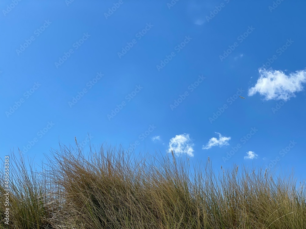 Fototapeta premium grass and blue sky