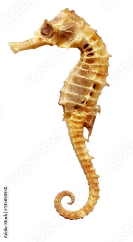 Dried sea-horse (Sea Dragon) isolated on white background