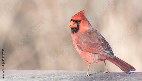 Fotografia cardinal on a branch
