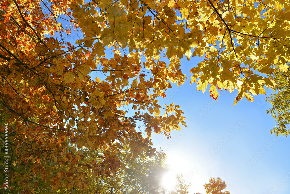 beautiful and colorful foliage of various trees in sunny light on blue sky