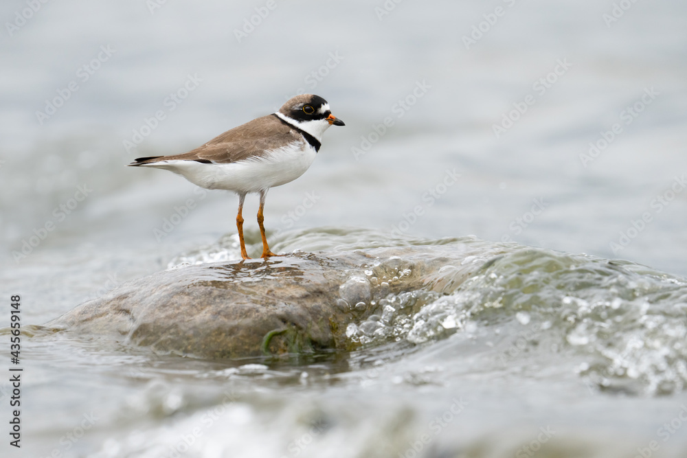A semipalmated plover stands on a rock and braves what for it were some large waves at Reesor Pond in Markham, Ontario. A semipalmated plover stands on a rock and braves what for it were some large waves at Reesor Pond in Markham, Ontario.