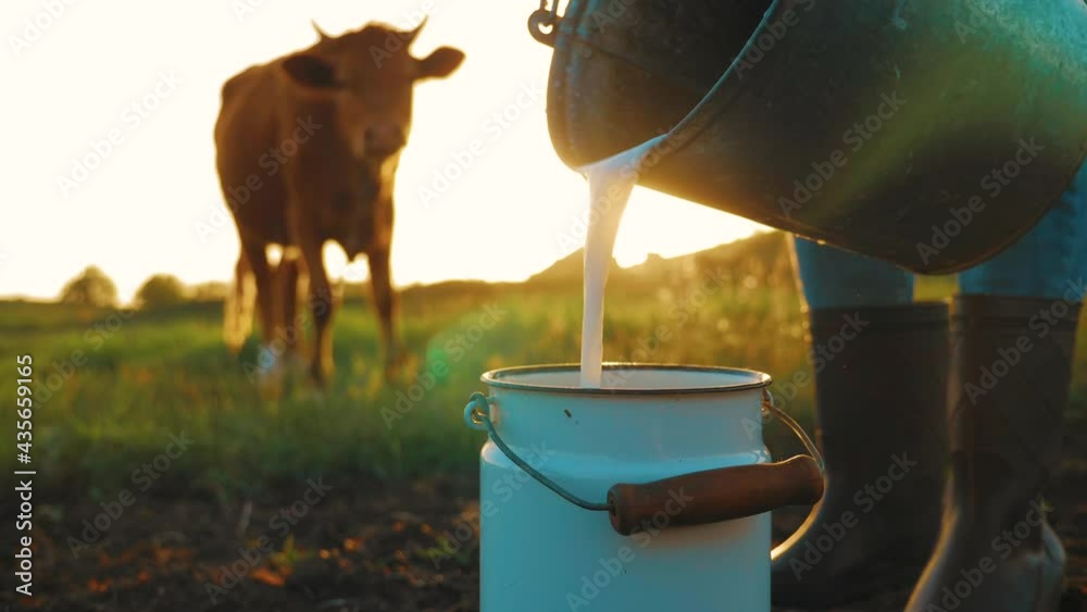 Fresh milk concept. Woman pours milk into can at sunset. Young female farmer is pouring a fresh milk to filling a can on a dairy farm. Farmer pours milk into can, in the background of redhead cow.
