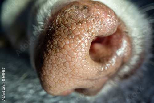 Macro closeup of texture of dog's nose © Space_Cat