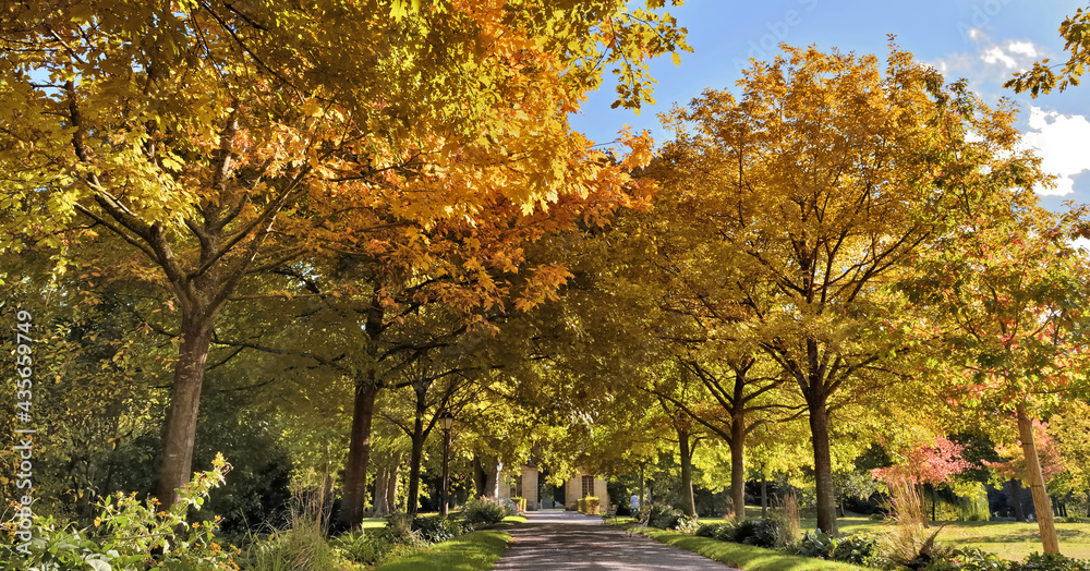 beautiful public park borded by colorful foliage of trees in autumn