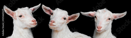 young white goats - portrait on black background