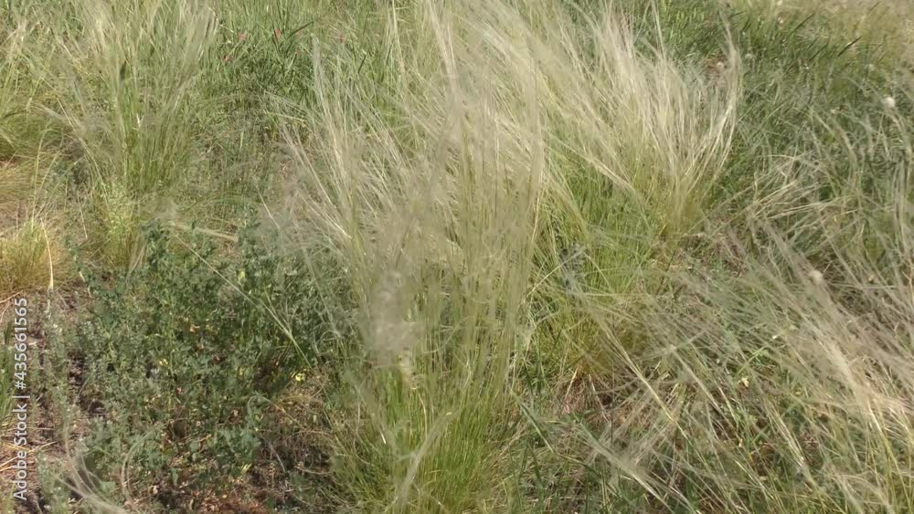 Feather grass (Lat. Stipa) in the spring steppe Feather grass (Lat. Stipa) in the spring steppe
