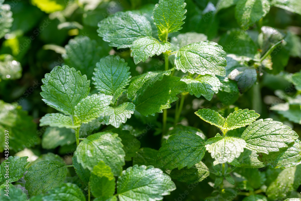 leaves