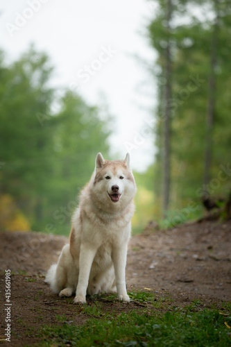 Portrait of free and beautiful dog breed siberian husky sitting in the forest in fall