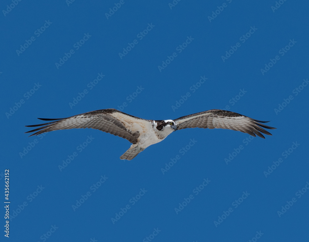 Obraz premium hawk in flight