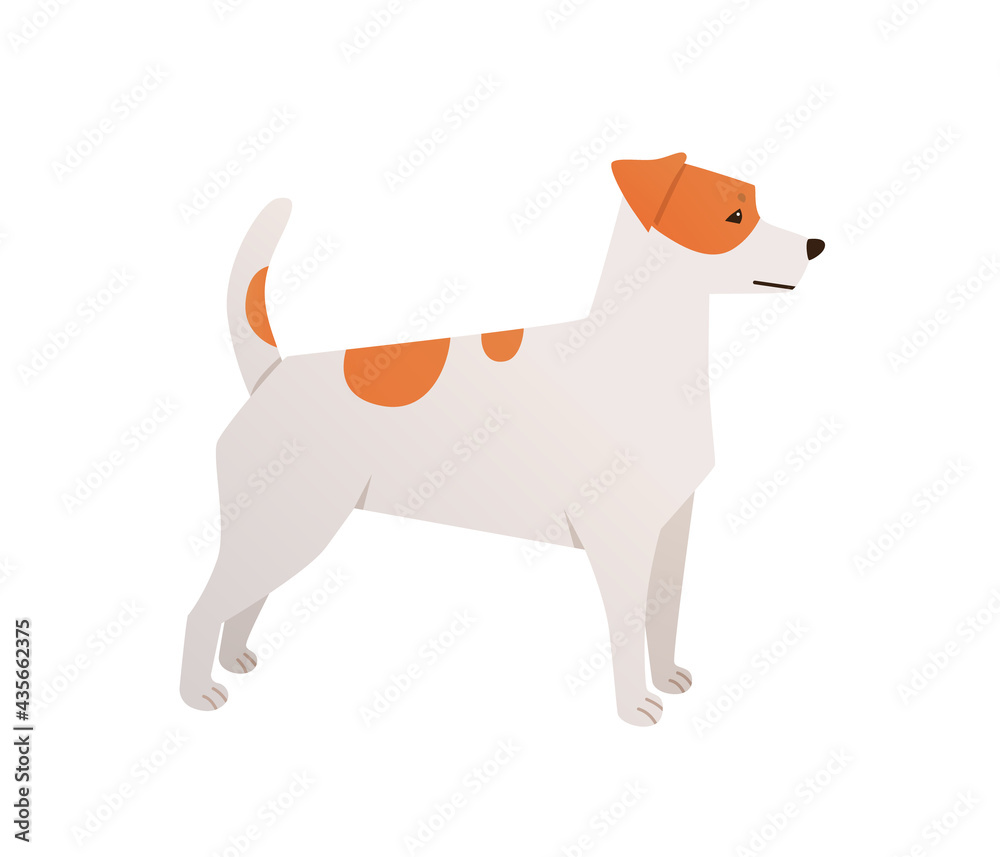 Jack Russell terrier vector. Cartoon dog flat illustration. White dog