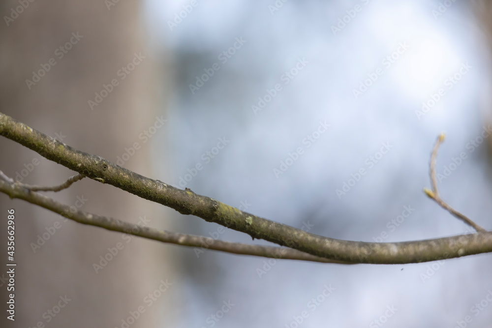 Empty branch with shallow depth of field against a blurred background Empty branch with shallow depth of field against a blurred background