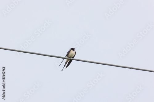Barn swallow sitting on a power line in the rain © were