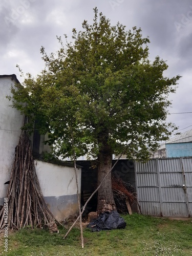 Roble con pleno follaje en plena primavera en Galicia photo