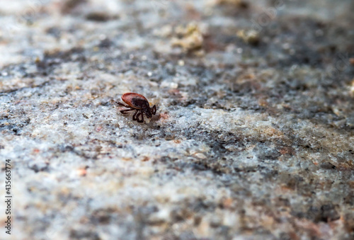Mite on the stone. Female wood tick. Tick bite season.