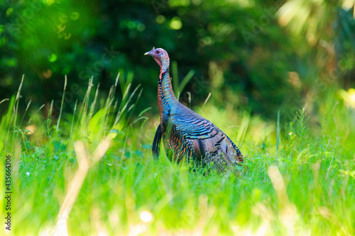 Wild Turkey at Lake Wier, Florida.