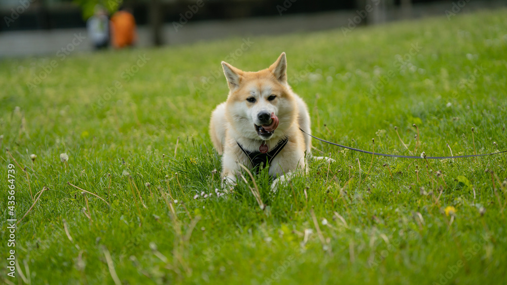 happy dog laying in grass in summer happy dog laying in grass in summer