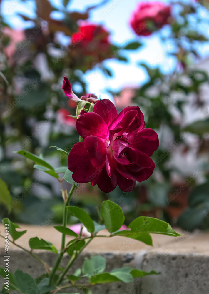 close up of a violet coloured rose at the tip of a long stalk with open petals in the, marco bokeh close up of a violet coloured rose at the tip of a long stalk with open petals in the, marco bokeh