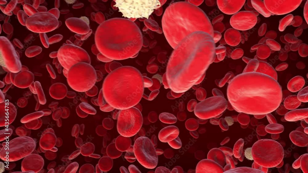 Inside Blood Vessel. Blood Stream inside Artery. Erythrocytes and ...