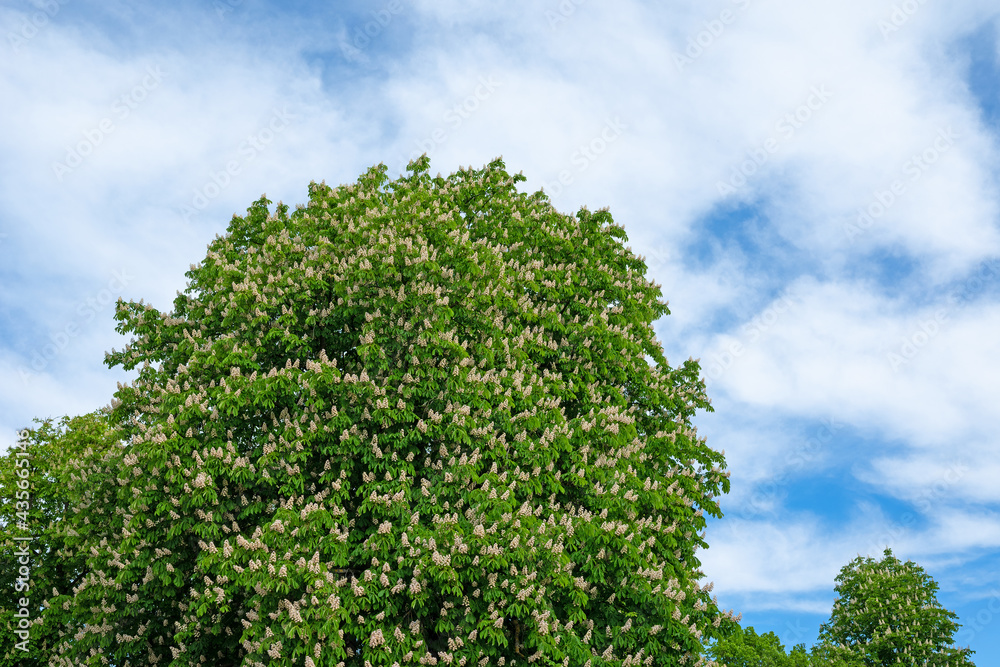 Blühende Rosskastanien vor Himmel mit Wolken Blühende Rosskastanien vor Himmel mit Wolken