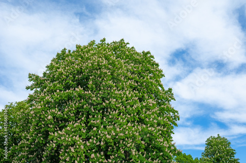 Bl  hende Rosskastanien vor Himmel mit Wolken