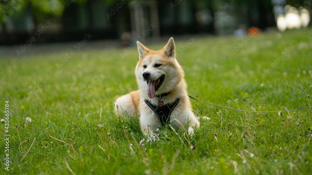 happy dog laying in grass in summer