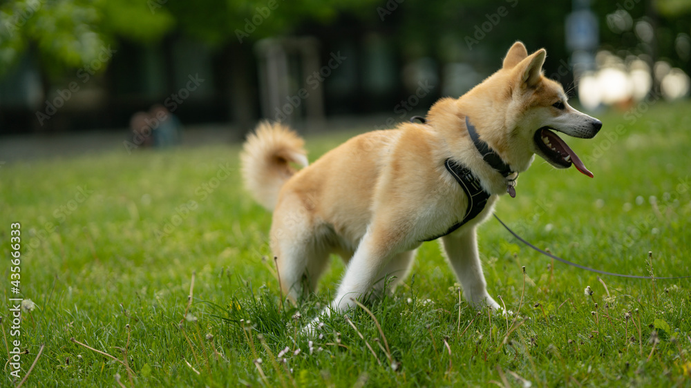 happy dog laying in grass in summer