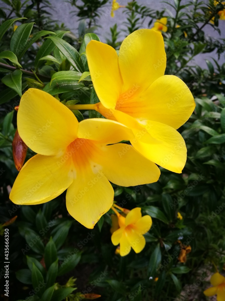 Fototapeta premium Photography of beautiful tropical plants from Venezuela, color, harmony and beauty. Typical of the South American region.