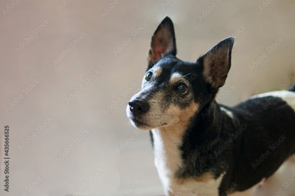Black white brown Jack Russell purebred dog is looking at owner for friendly pet concept Black white brown Jack Russell purebred dog is looking at owner for friendly pet concept