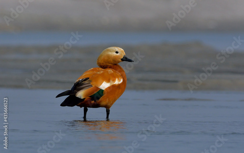  ruddy shelduck (Tadorna ferruginea), known in India as the Brahminy duck, is a member of the family Anatidae.  photo