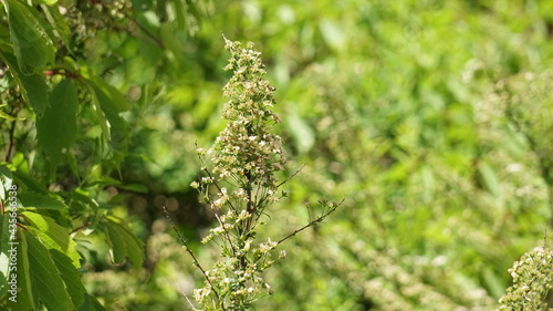 close up of grass