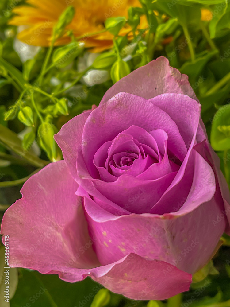 lila rose flower head close up, vertical lila rose flower head close up, vertical