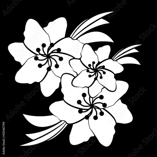 Flowers isolated on black background. White blossoms.