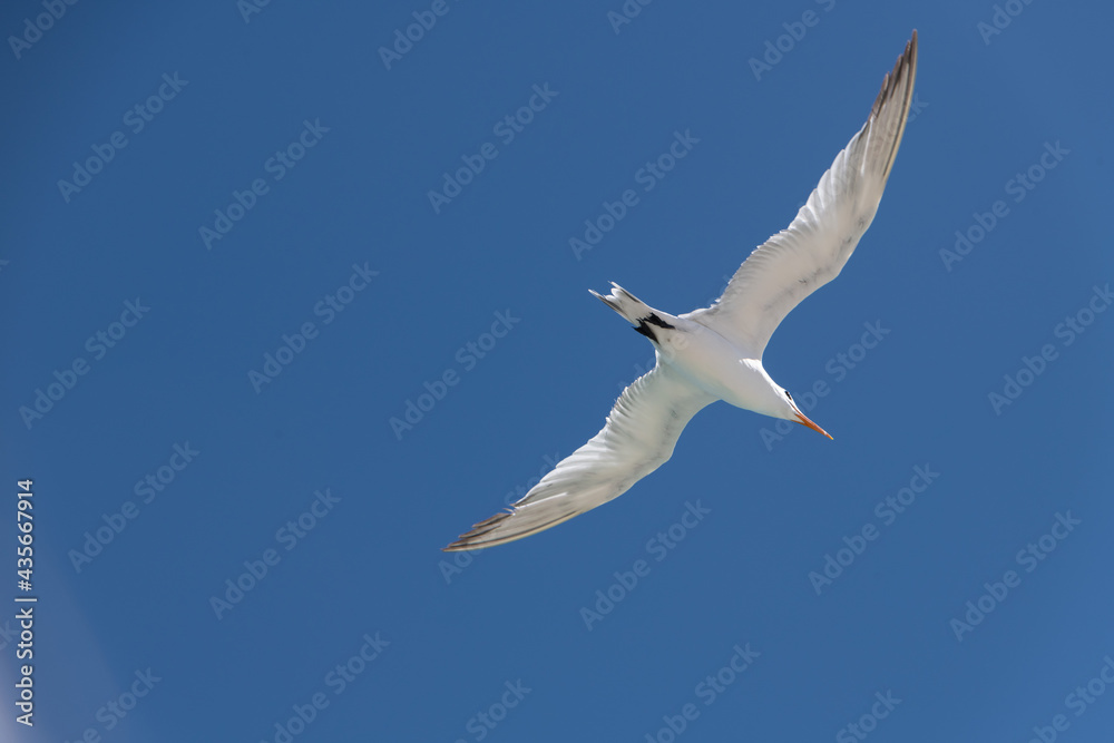 Obraz premium seagull in flight