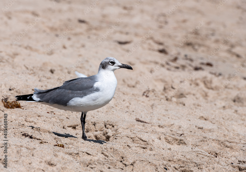 seagull on the beach seagull on the beach