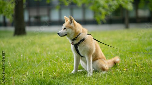 happy dog laying in grass in summer