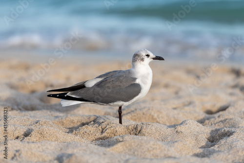 seagull on the beach