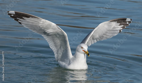 seagull flying over the sea