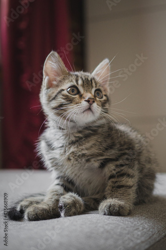 A gray tabby kitten sits on a sofa in a home interior. Close-up portrait of a pet. Cozy home, cute animal concept.
