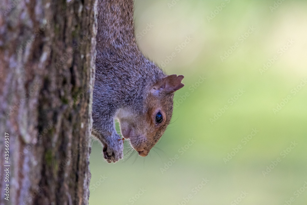 grey squirrel (Sciurus carolinensis) eating a nut grey squirrel (Sciurus carolinensis) eating a nut