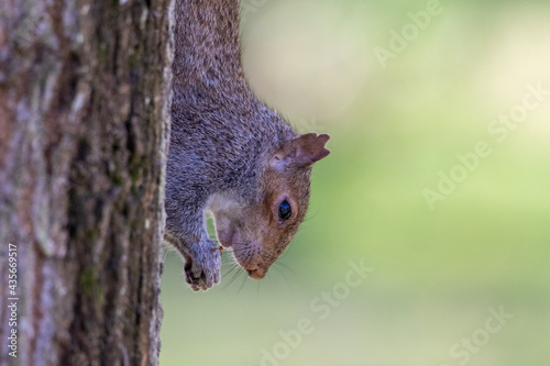 grey squirrel (Sciurus carolinensis) eating a nut