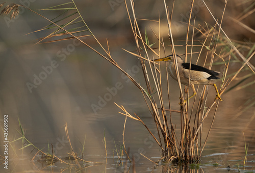 Little Bittern on reeds at Asker marsh with reflection on water, Bahrain